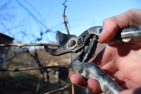 Spring pruning branches of grapes in the garden.の写真素材