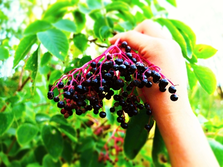 Collecting elderberry in the autumn for the production of jam and wineの写真素材