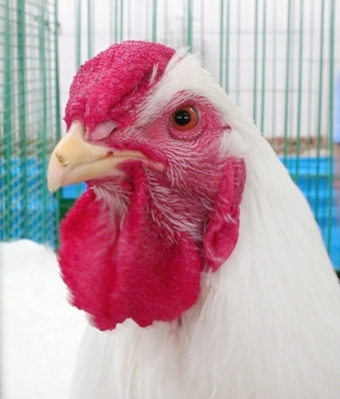 Detail of white rooster head on the farm. .の写真素材