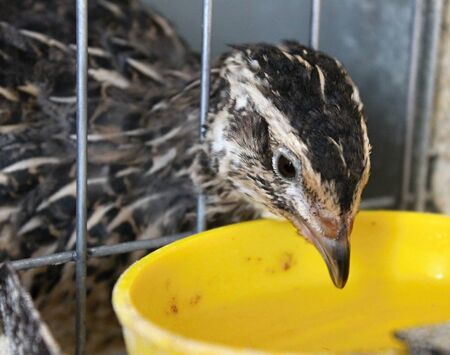 Japanese quail who drink water from drinking troughs.の写真素材