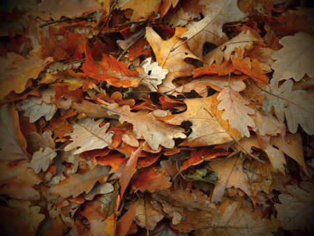 Dry tree leaves in autumn in the forest.
