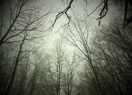 Tree branches in the park in autumn.の写真素材