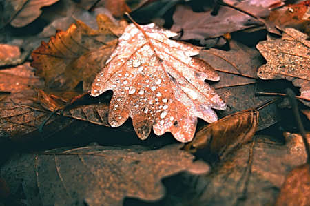 Dry tree leaves in autumn in the forest.