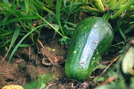 Ripening zucchini in a field in summer.