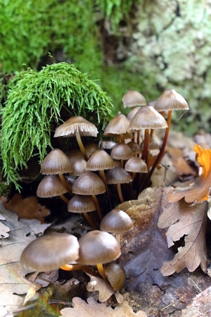 Clump of mushrooms in the forest in summer