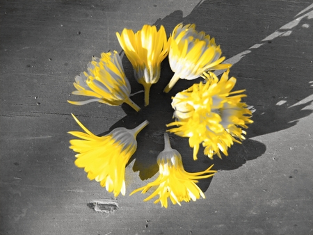 Marigold flowers on a table. Healthy marigolds. Yellow marigolds flowers.