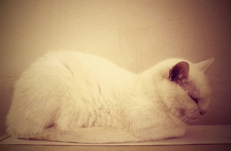 White cat relaxing in front of the wall.の写真素材