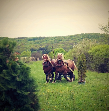 Harnessing horses in a meadow in the summer.の写真素材