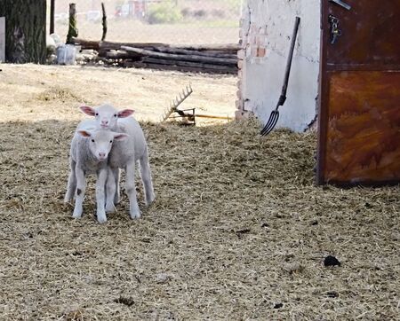 Two young sheep on the farm.の写真素材