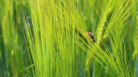 Ripening green cereal field with pest.の写真素材