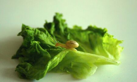 Little snail on a green salad leaf.の写真素材