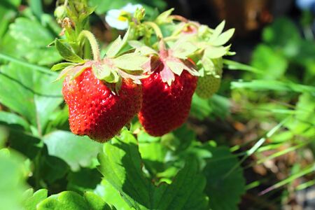 Harvesting ripe strawberries in summer.の写真素材