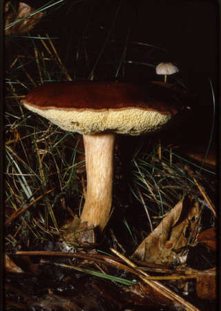 Mushroomの写真素材