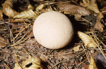 Mushroomの写真素材