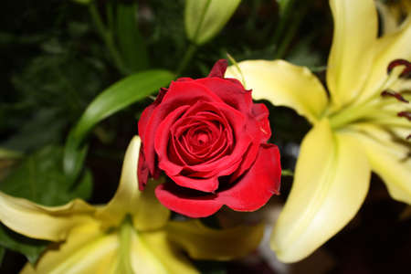 Rose and Lillyの写真素材