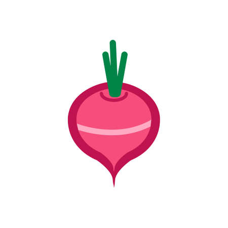 vector vegetable radishのイラスト素材