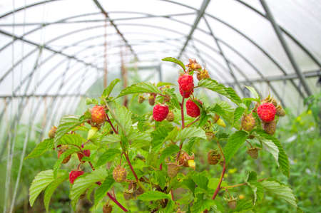 organic raspberry - kst with ripe and unripe berries of raspberry inside the greenhouseの写真素材