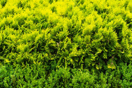natural green vegetation background of young needles