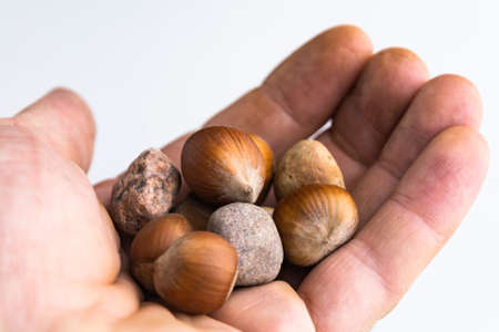 concept: a trap for online shoppers, hazelnuts are among similar in shape stones, in the hand of a personの写真素材