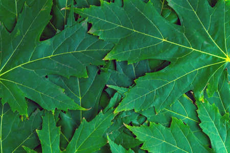 background, green maple leaves begin to yellow
