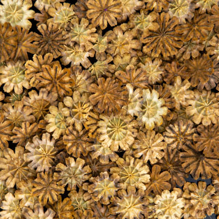Natural background: pieces of dry poppy plants on a black plate, close. short focus