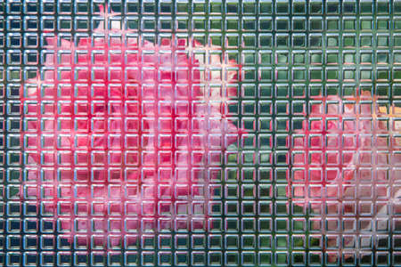 natural floral background: blurred rose flowers visible through curly glassの写真素材