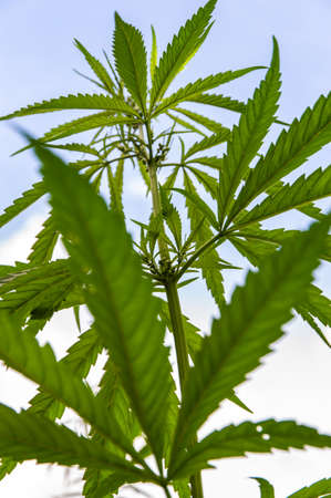 dense cannabis bush against the sky, side view, short focus