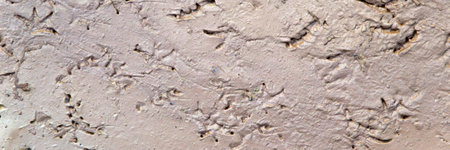 dried and cracked mud with a trail of many birds