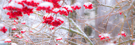 red juicy viburnum berries covered with snow and ice, selective focus, blurの写真素材