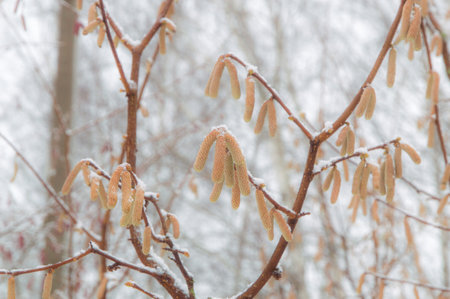 winter hazelnut bush, snow and ice on the branchesの写真素材