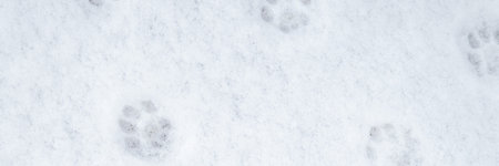 winter background: fresh clean even snow, large snowflakes, cat footprints