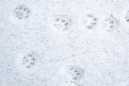 winter background: fresh clean even snow, large snowflakes, cat footprintsの写真素材