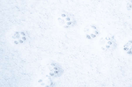 winter background: fresh clean even snow, large snowflakes, cat footprintsの写真素材