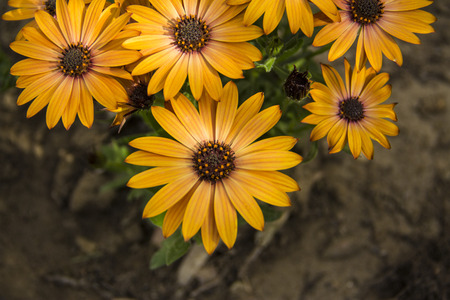 Orange Flowers from topの写真素材