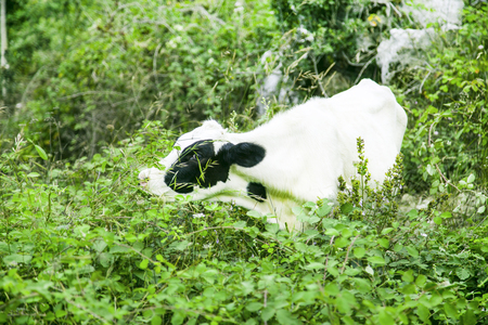Cow in natureの写真素材