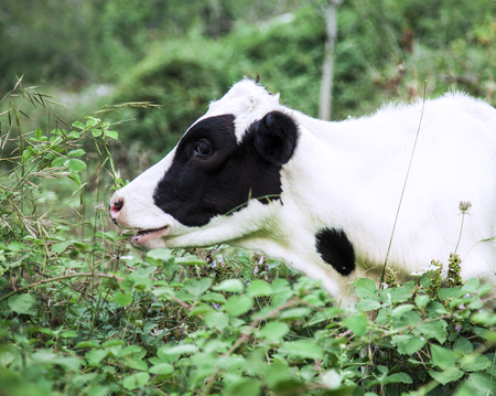 Cow in natureの写真素材