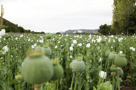 Marijuana leaf background cannabis hemp leaf outdoorsの写真素材