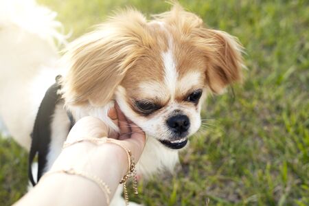 Woman holding happy dog puppy in the outsideの写真素材