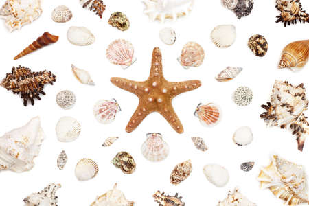composition of exotic sea shells and starfish on a white background. top view.