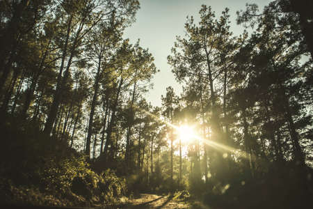 Beautiful forest in spring with bright sun shining through the treesの写真素材