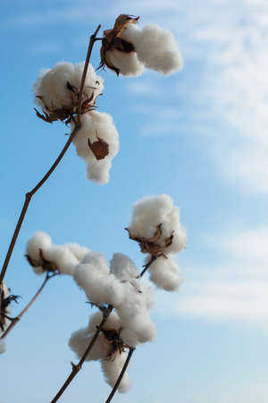 Close up of cotton on sky backgroundの写真素材