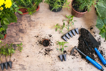 Flowers and vegetable with gardening tools outside the potting shedの写真素材
