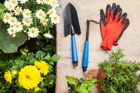 Flowers and vegetable with gardening tools outside the potting shedの写真素材