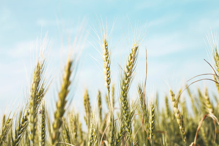 Wheat harvesting in the summer. Golden ear of ripe wheat on the field.