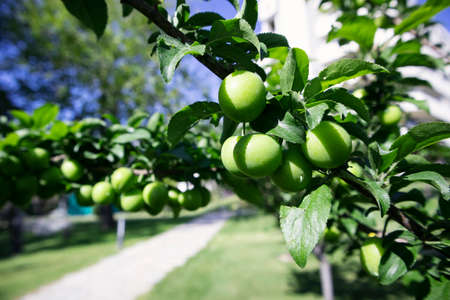 Glossy, green leaves and plums growing along the tree branches in spring. Fruitful, green plum tree.の写真素材