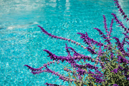 Colorful flower on Swimming pool background.の写真素材