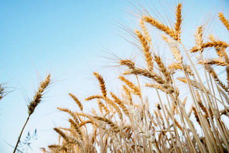 Wheat harvesting in the summer. Golden ear of ripe wheat on the field.