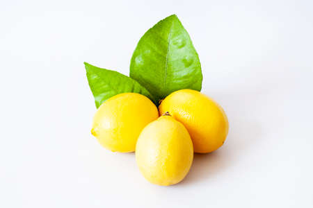Fresh lemon with leaves. Lemon tree.