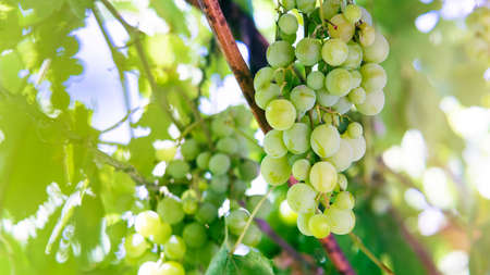 Single bunch of green grapes on vine