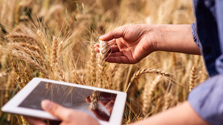 Woman hold checking harvest progress on a tablet at the yellow wheat field. New crop of wheat is growing. Agricultural and farm concept.の写真素材
